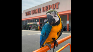 Home Depot Visit for Baby Blue and Gold Macaw #shorts