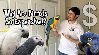 Why Are Parrots So Expensive!?