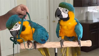 Harness Exercises with Baby Blue and Gold Macaws 💙