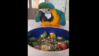 Getting Baby Parrots to Try Healthy Foods #parrots