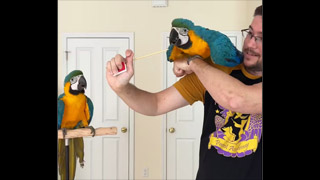 Target Training Macaws #shorts