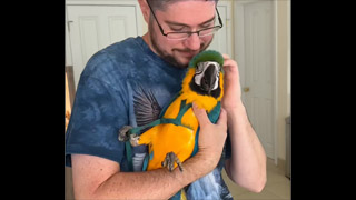 Trained Baby Macaw Puts on a Harness #shorts