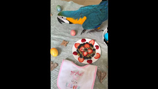 Baby Macaw First Easter #shorts