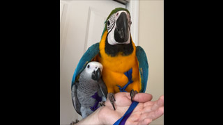 African Greys vs Macaws? #shorts