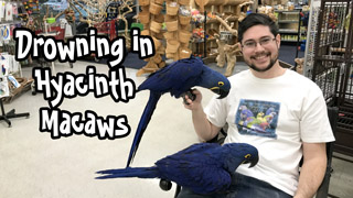 Drowning in Hyacinth Macaws