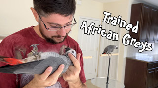 Trained Baby African Grey Parrots