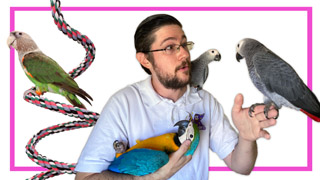 Parrot Wizard Babies Announcement!