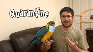 Parrot Quarantine - Quarantining Pet Birds