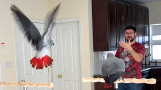 African Greys Fly When Called by Name - Angel and Polly