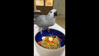 African Greys - Fresh Bird Food Salad 🥗