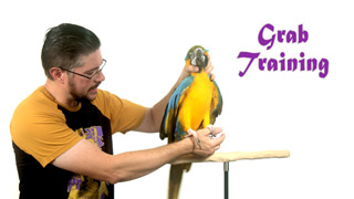 Grab Training a Parrot for Vet Care & Trust