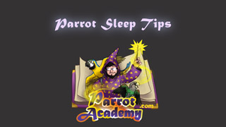 Parrot Sleep Tips