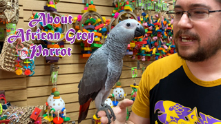 What Are African Grey Parrots Like?