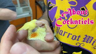 What Are Cockatiels Like?