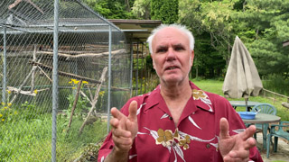 Raising Baby Parrots to Wear a Harness