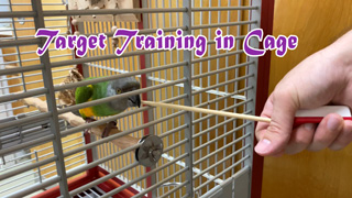 How to Target Train Parrot in the Cage