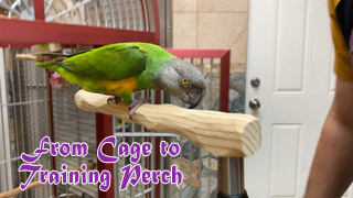 How to Get Parrot from Cage to Training Perch