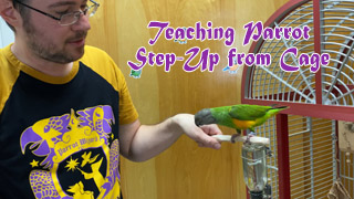 How to Teach Parrot to Step Up from Cage