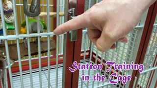 How to Station Train a Parrot in the Cage