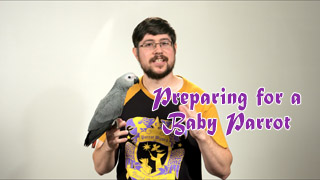 Preparing for a Baby Parrot