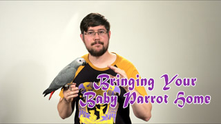 Bringing Your Baby Parrot Home