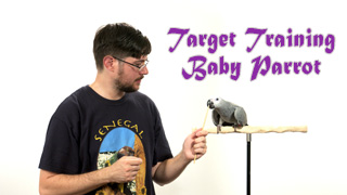 Target Training a Baby Parrot