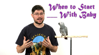 When to Start ___ With a Baby Parrot