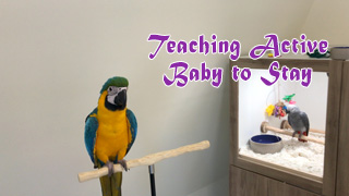 Teaching Active Baby Parrot to Stay on Perch