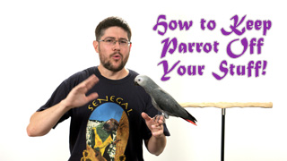 How to Keep Parrot Off Your Stuff!