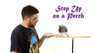 Teaching Parrot to Step Up on a Perch