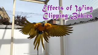 Effects of Wing Clipping Baby Parrots