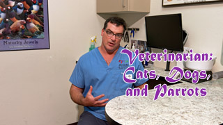 Veterinarian: Cats, Dogs, and Parrots