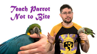 Teach a Parrot Not to Bite