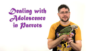 Dealing with Adolescence in Parrots