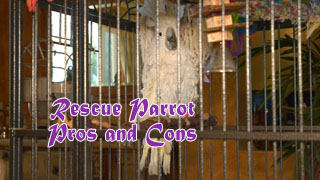 Rescue Parrot Pros and Cons