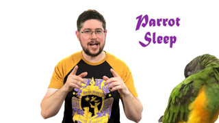 Parrot Sleep - How to Give Your Parrot Optimal Sleep