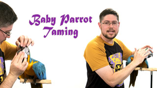 Baby Parrot Taming