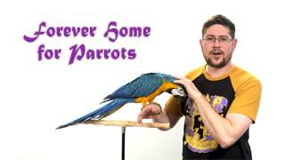 Importance of Forever Home for Parrots