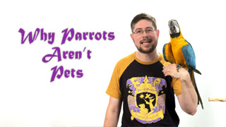 Why Parrots Aren't Pets