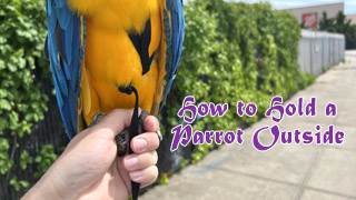 How to Hold a Parrot Outside