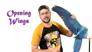 Opening Wings - Baby Parrot