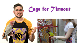 How to Give Parrot a Timeout!