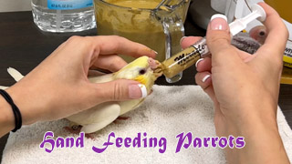 How to Hand Feed Baby Parrots