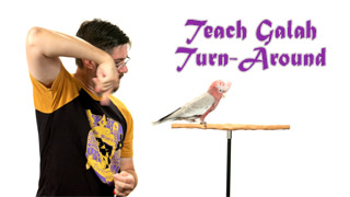 Teaching a Rose Breasted Cockatoo the Turn Around Trick