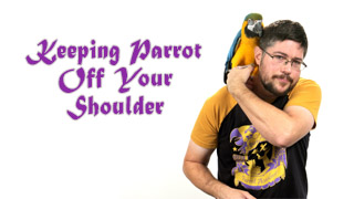 How to Keep Parrot Off Your Shoulder