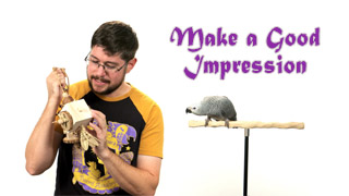 How to Make a Good First Impression On Your New Bird!