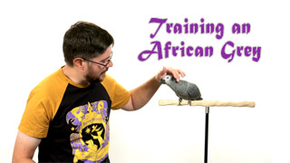 How to Train & Befriend an African Grey Parrot