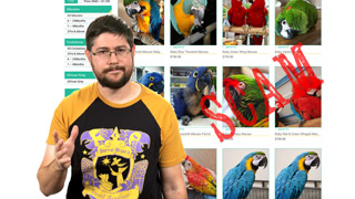 How to Avoid Parrot Scams