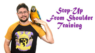 How to Train Parrot to Step Off Your Shoulder