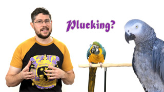 Is Your Parrot Feather Plucking?